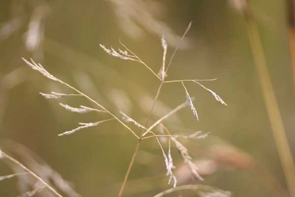 Grass species 12