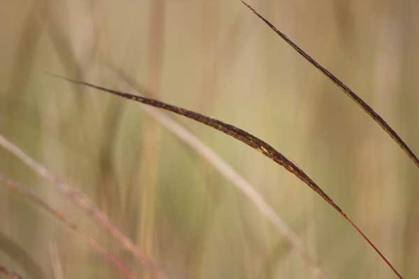 Grass species 15