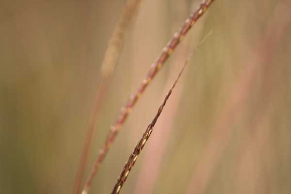 Grass species 16
