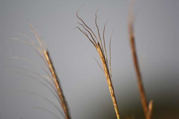 Grass species 17