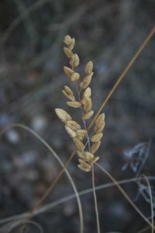 Setaria lindenbergiana