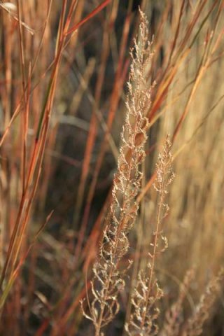 Grass species 21
