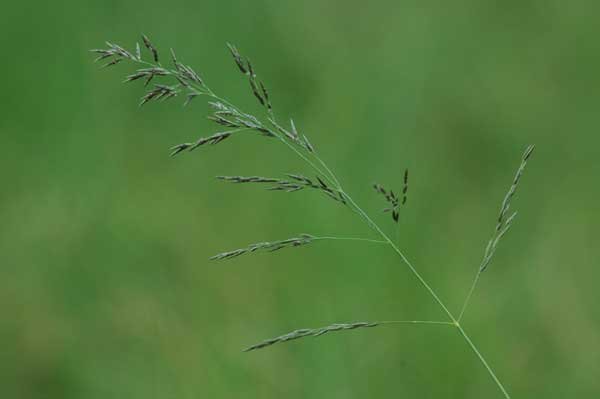 Grass species 23