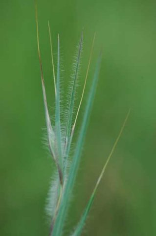 Grass species  24