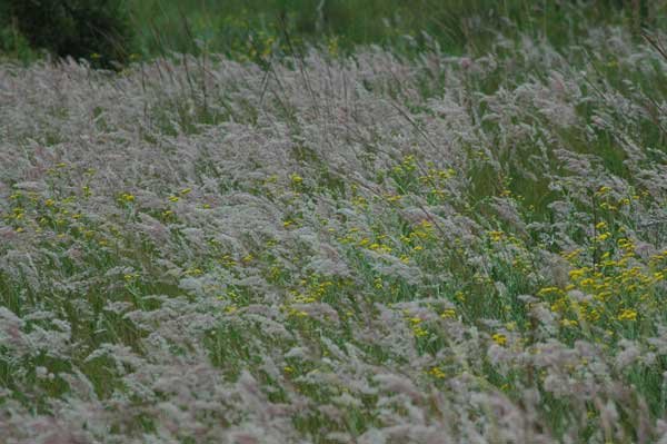 Melinis repens in flower