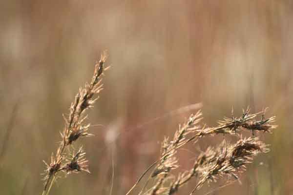 Cymbopogon species