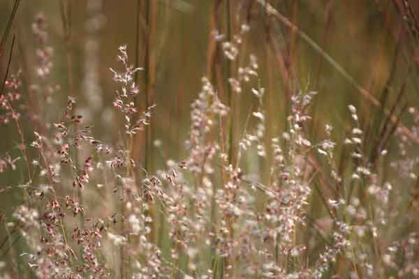 Grass species 7