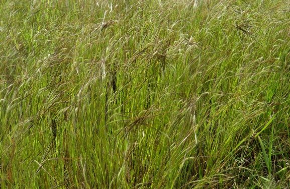 Heteropogon contortus forming tangles