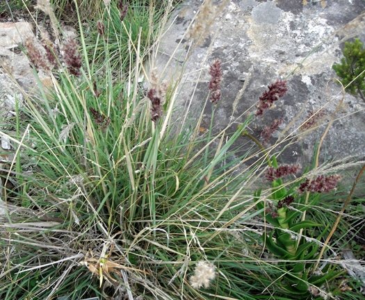 Melinis nerviglumis