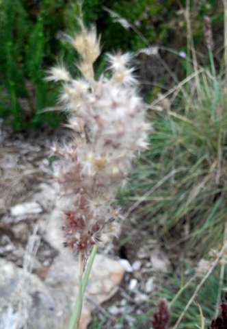 Melinis nerviglumis white with age