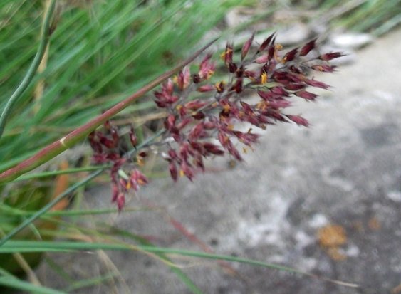Melinis nerviglumis early stage