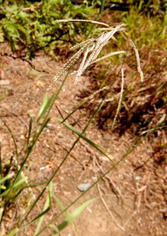 Paspalum dilatatum