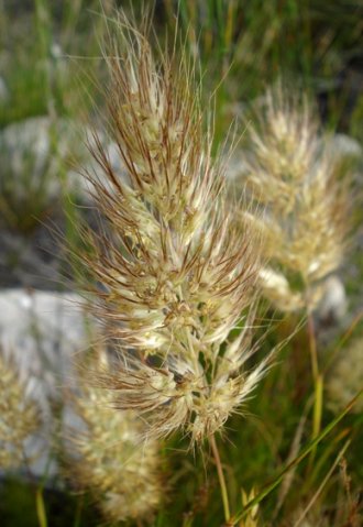 Pentameris curvifolia