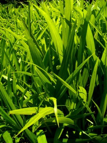 Setaria megaphylla young growth