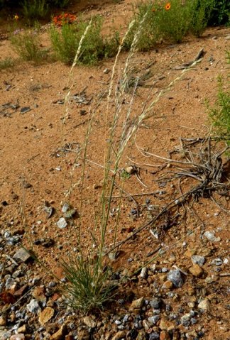 Stipagrostis ciliata var. capensis
