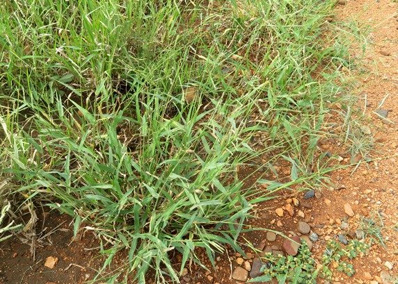 Urochloa mosambicensis