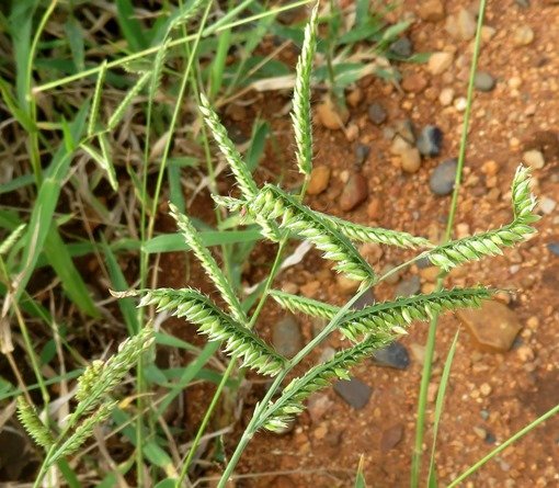 Urochloa mosambicensis flowers