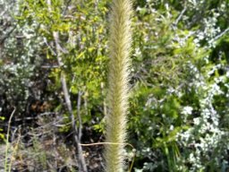 Cenchrus ciliaris flower spike