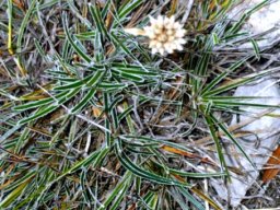 Ficinia truncata, known as stargrass