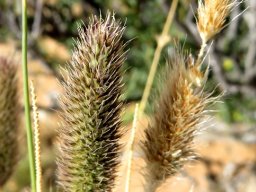 Fingerhuthia africana inflorescences of different ages