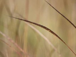 Grass species 15
