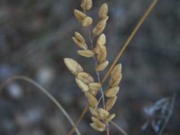 Setaria lindenbergiana
