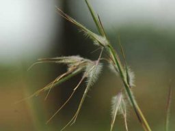 Themeda triandra
