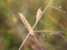 Setaria nigrirostris