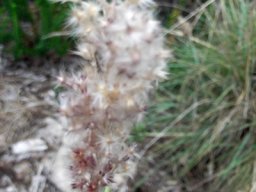 Melinis nerviglumis white with age