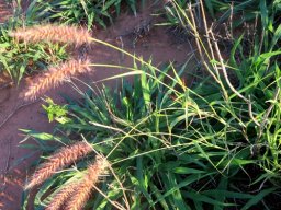 Pennisetum setaceum, an exotic