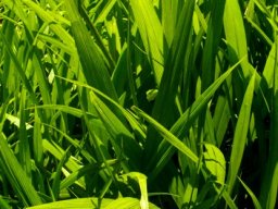 Setaria megaphylla young growth