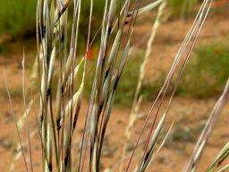Stipagrostis ciliata var. capensis panicles