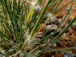 Stipagrostis ciliata var. capensis hairy node rings