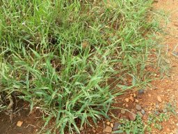Urochloa mosambicensis