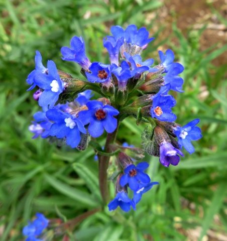 Anchusa capensis inflorescence