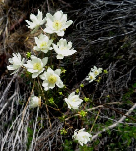 Anemone fanninii