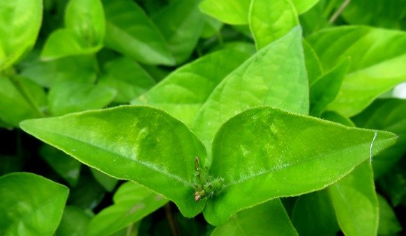 Asystasia gangetica subsp. micrantha or A. intrusa leaves