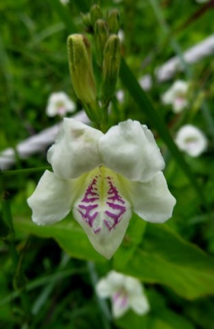 Asystasia gangetica subsp. micrantha or A. intrusa flowers