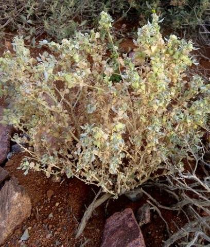 Atriplex lindleyi