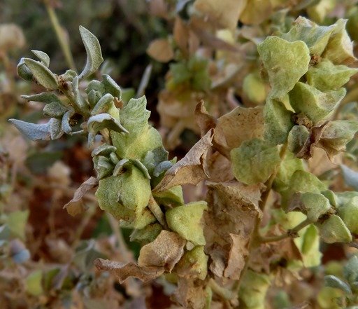 Atriplex lindleyi flowers and fruit