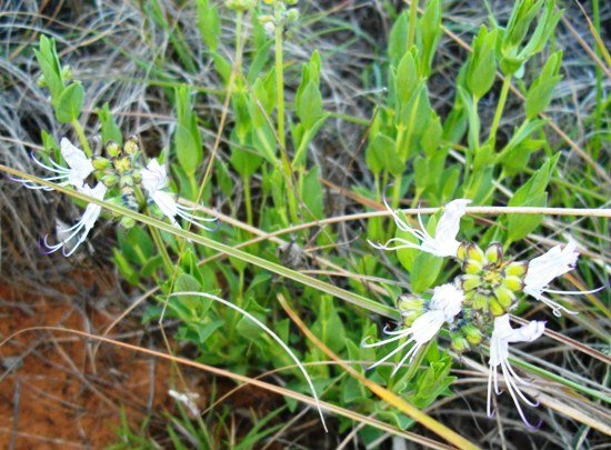 Ocimum obovatum long stamens