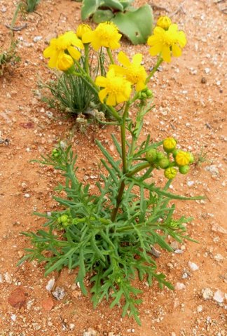 Bertilia hantamensis young plant