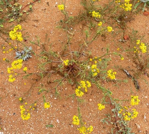 Bertilia hantamensis hard times