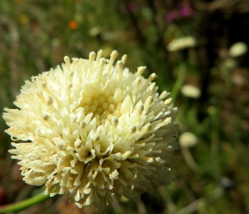 Bolandia pinnatifida florets in different stages