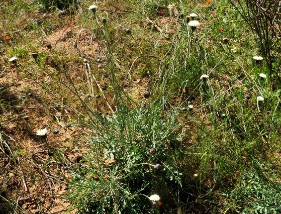 Bolandia pinnatifida