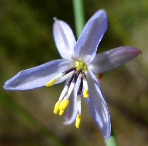 Caesia contorta flower