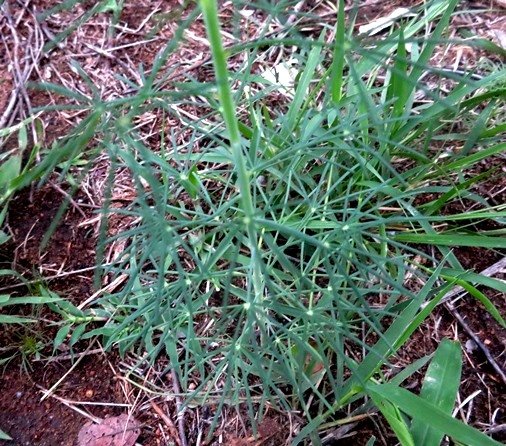 Cleome angustifolia subsp. petersiana leaves