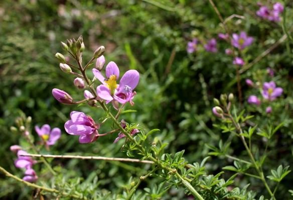 Cleome rubella