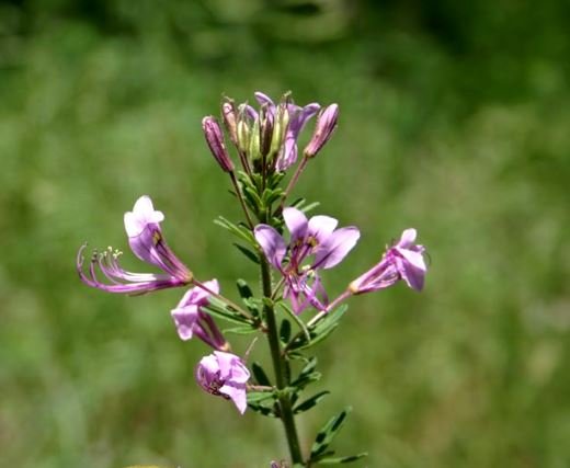 Cleome rubella flowers