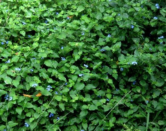 Commelina benghalensis